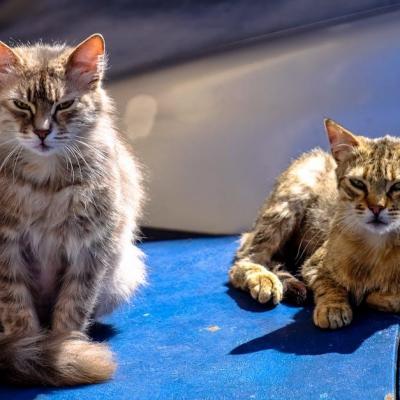 Chat ecaille de tortue avec chat maine coon marronhgl1lz