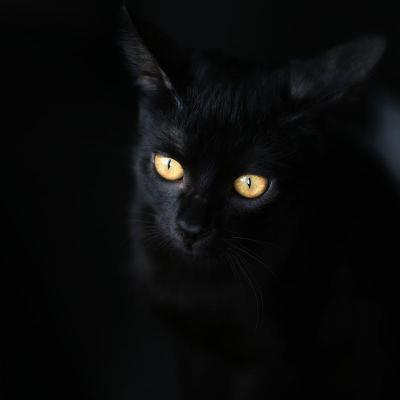 Chat noir aux yeux jaunesjlluwu