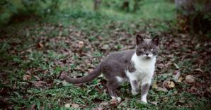 Chat noir et blanc dans les boisayngzr