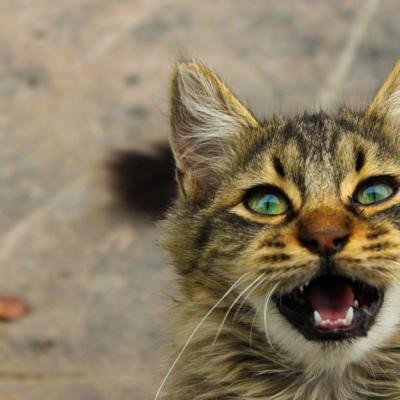 Chat tigre brun a fourrure courte avec bouche ouvertewhzobd