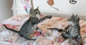 Chatons tabby sur edredon florall82pjw