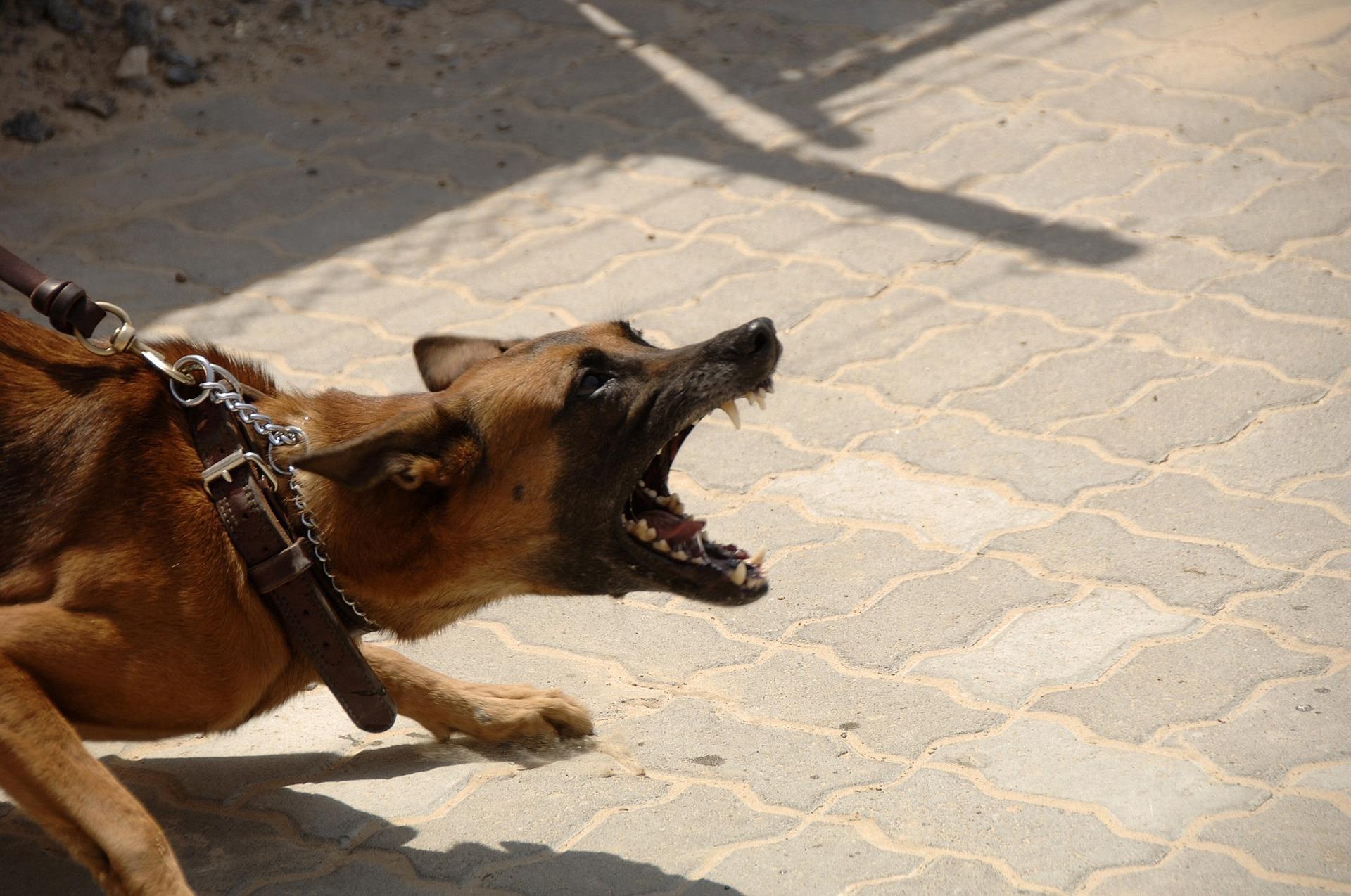 Les conduites agressives chez le chien