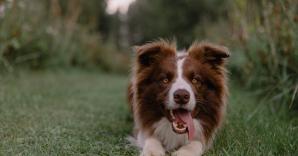 Photos gratuites de animaux de compagnie border collie chientya8t2