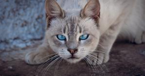 Photos gratuites de animaux de compagnie chat blanc curiositevz4sy7